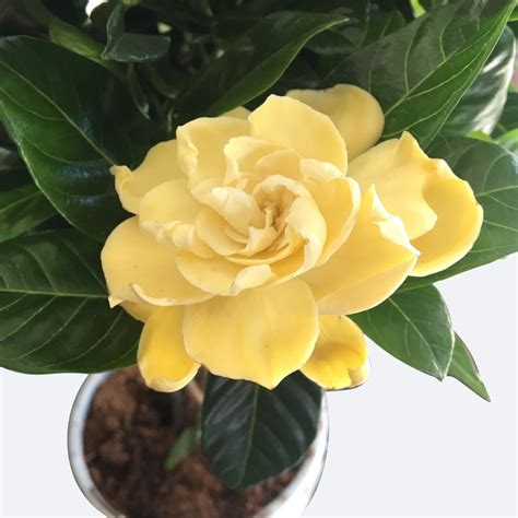 The Golden Magic Gardenia: A Blossom Fit for Royalty
